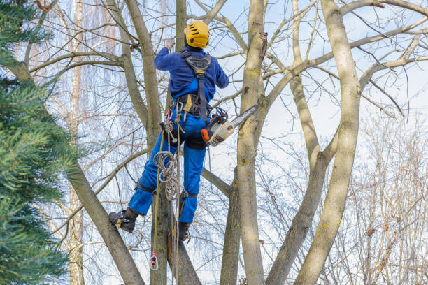 Best Emergency Tree Removal  in Ponca City, OK