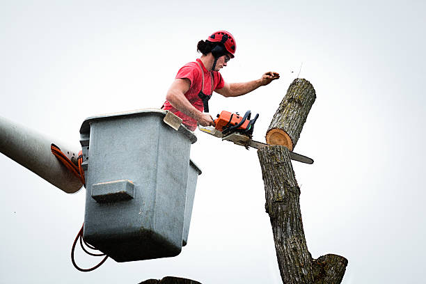 Best Tree Disease Treatment  in Ponca City, OK