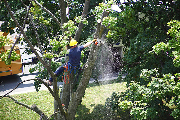 Best Arborist Consultation Services  in Ponca City, OK