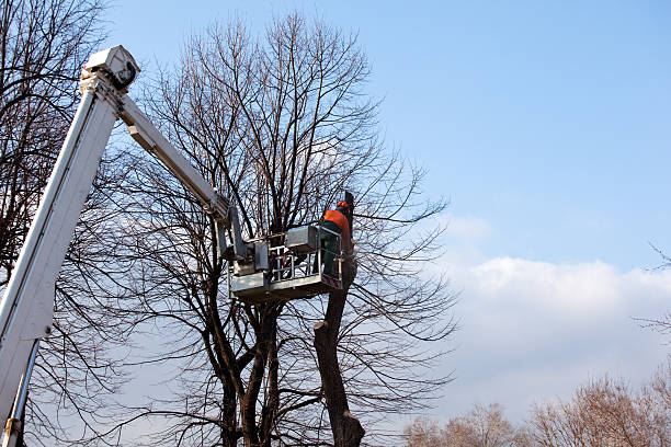 Trusted Ponca City, OK Tree Removal Services Experts