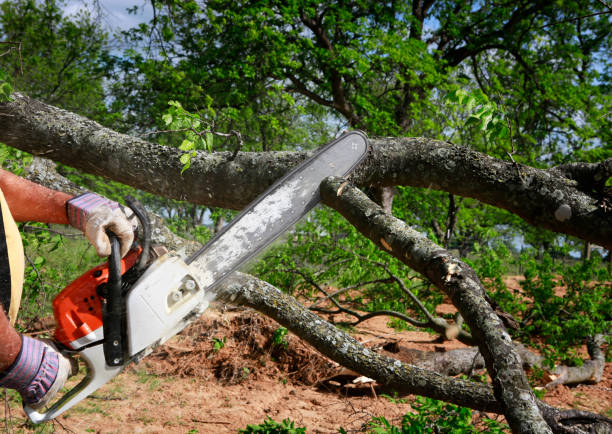 How Our Tree Care Process Works  in  Ponca City, OK